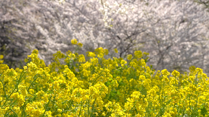 4月の映像サンプル